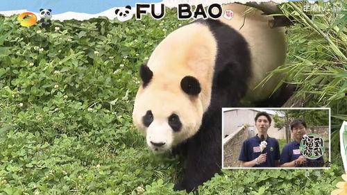 熊猫一家人,熊猫家族的幸福生活记