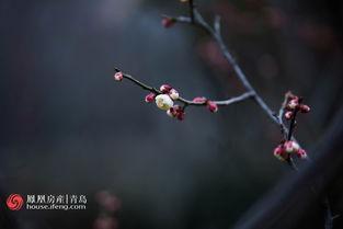 只见梅花不见人,探寻人生真谛的幽径